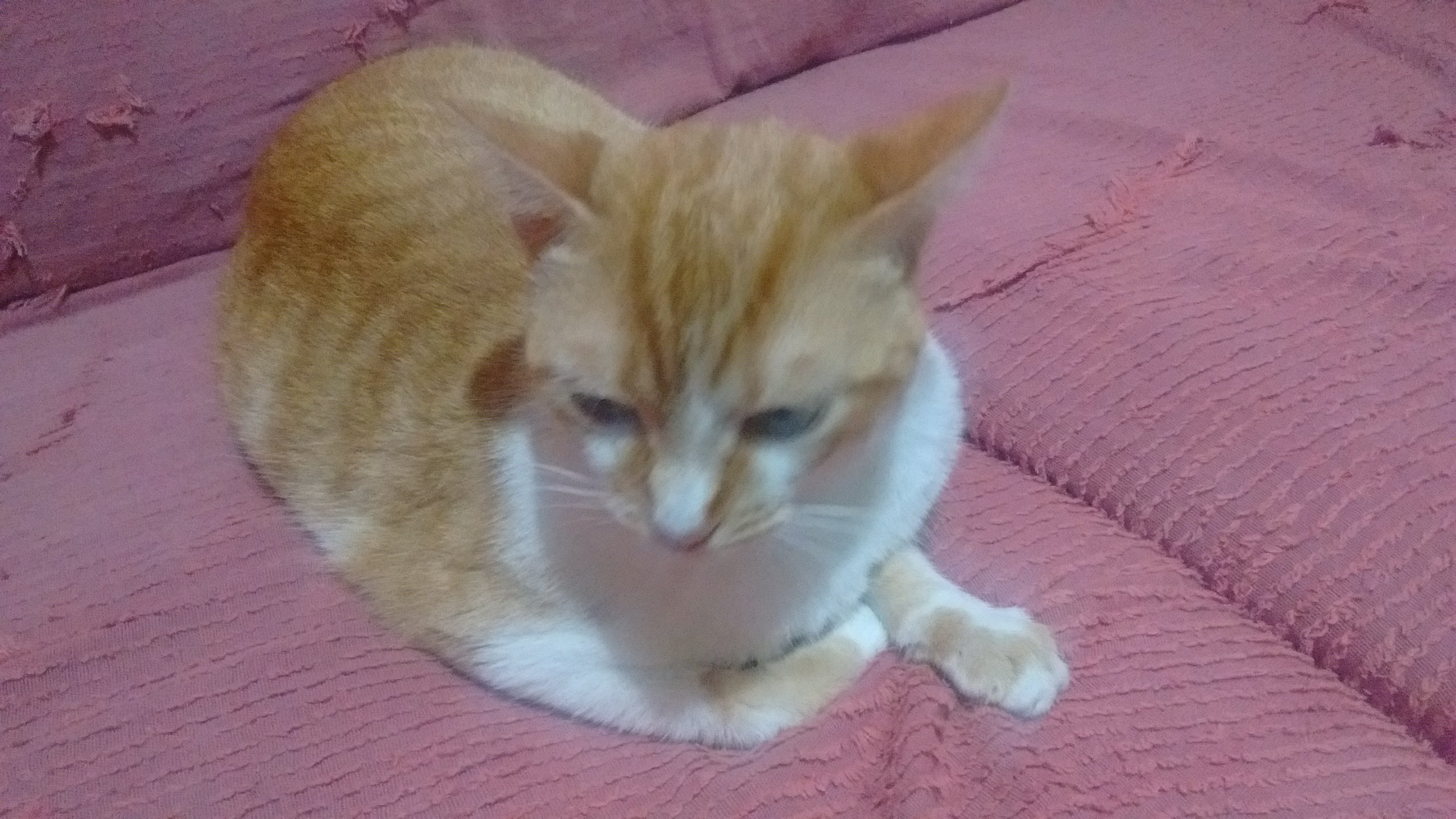 Gata Sophia